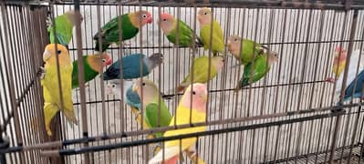 albino Red albino Red eye split dilute opline green cirmino rosicoli