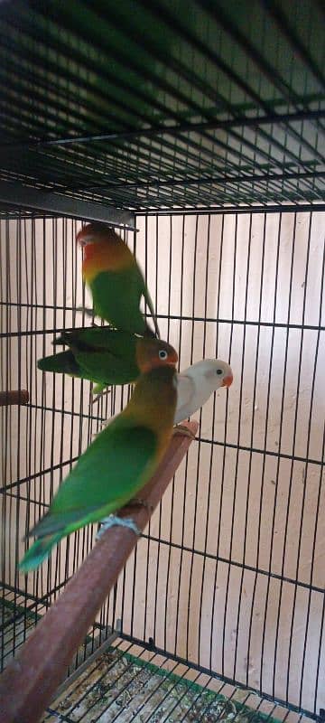 Fisher breeder female with 2 Pathy (2 months), Albino patha (3 months) 1