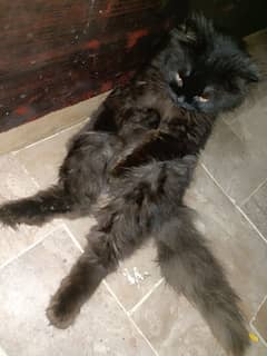 male Persian cat really very friendly