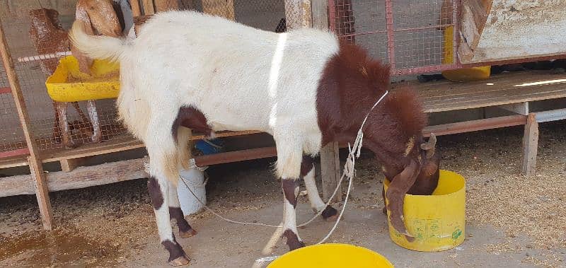 heavy bakray for sell 2