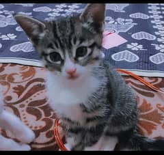 2 Months Old american Kitten for Sell