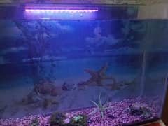 fishes for sale with equrium and all accessories