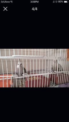 2 pairs of cockatiel bird (1) Latino cockatiel (2)White face cockatiel