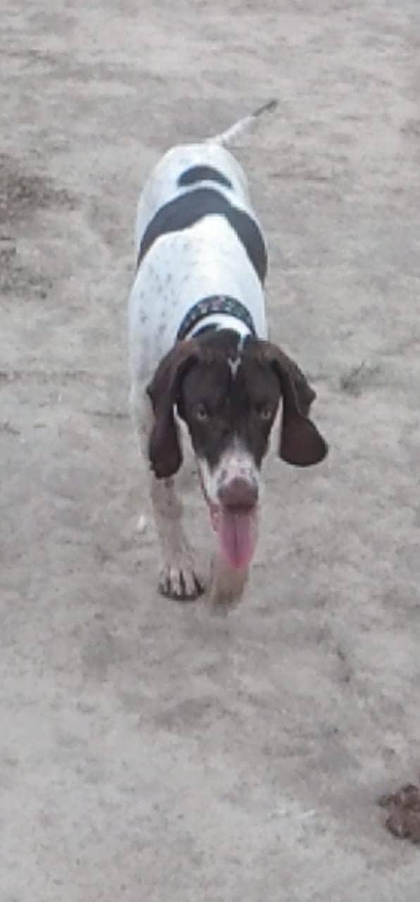 Pointer dog 03130475340 0