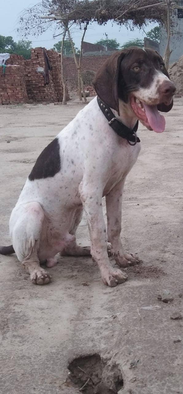 Pointer dog 03130475340 1