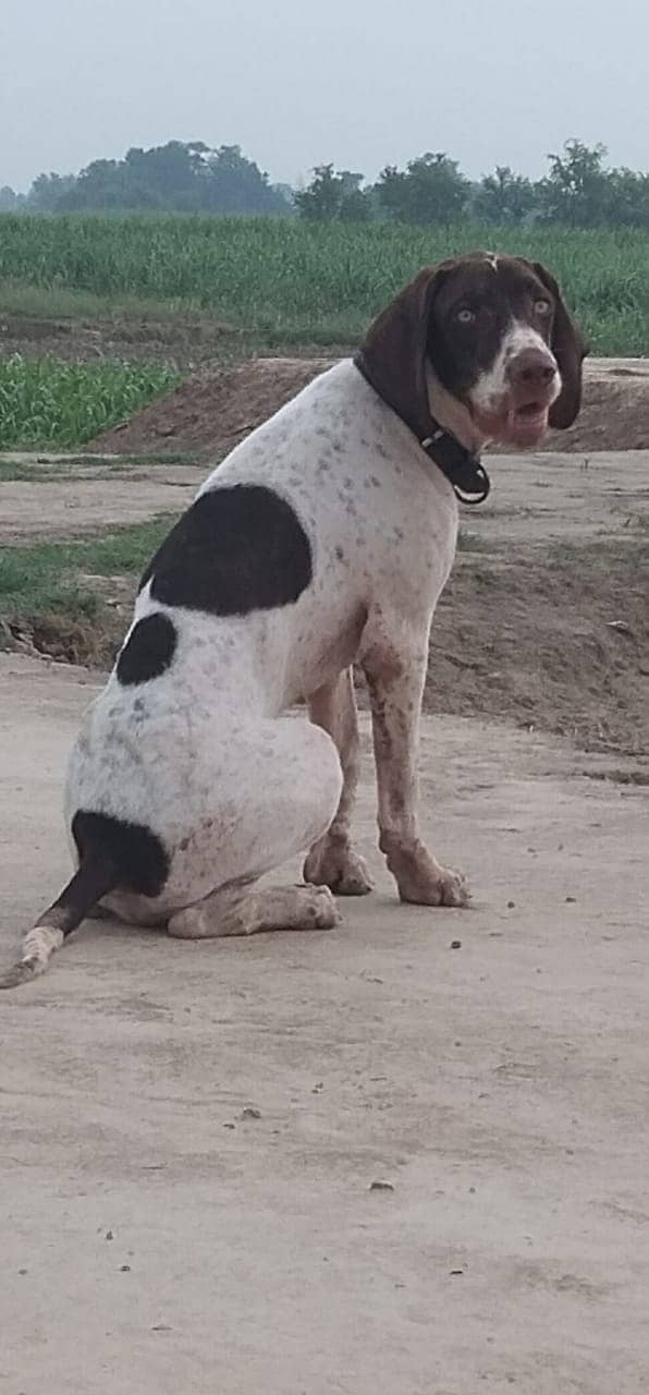 Pointer dog 03130475340 2