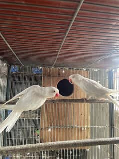 White ringneck pair