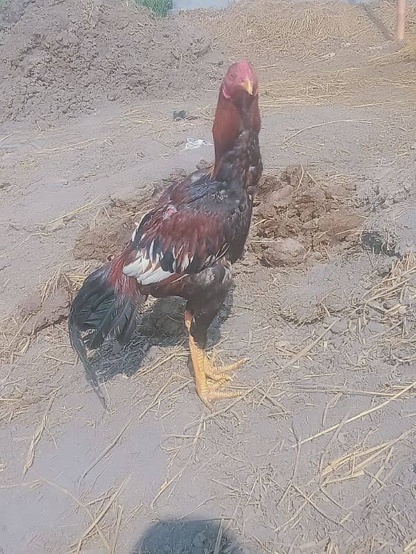 aseel patha mazboot chood 0
