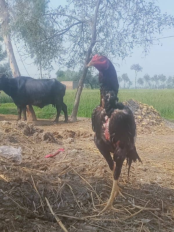 aseel patha mazboot chood 1