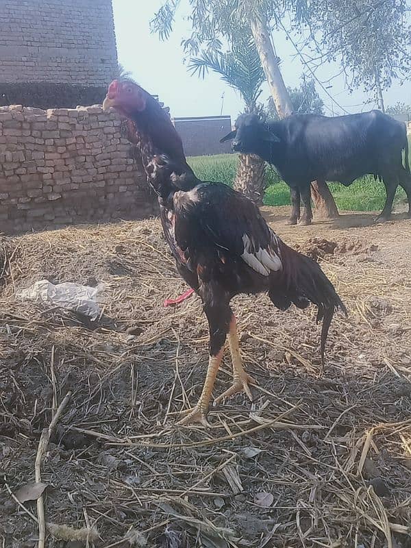 aseel patha mazboot chood 2