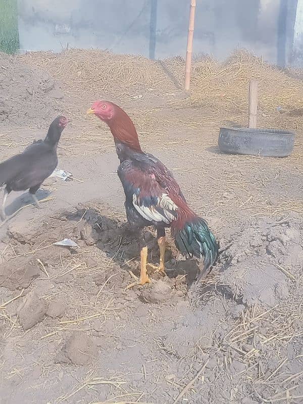 aseel patha mazboot chood 3