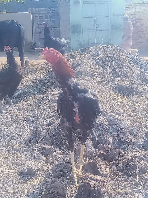 aseel patha mazboot chood 4