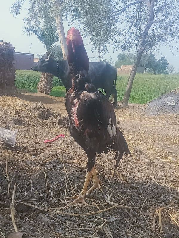 aseel patha mazboot chood 5