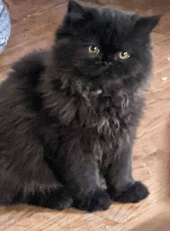 cat for sale male h 0