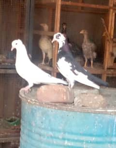 Pair of fancy pigeons