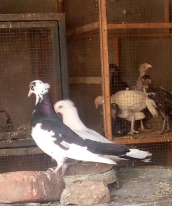 Pair of fancy pigeons 1