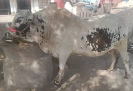 Bachra