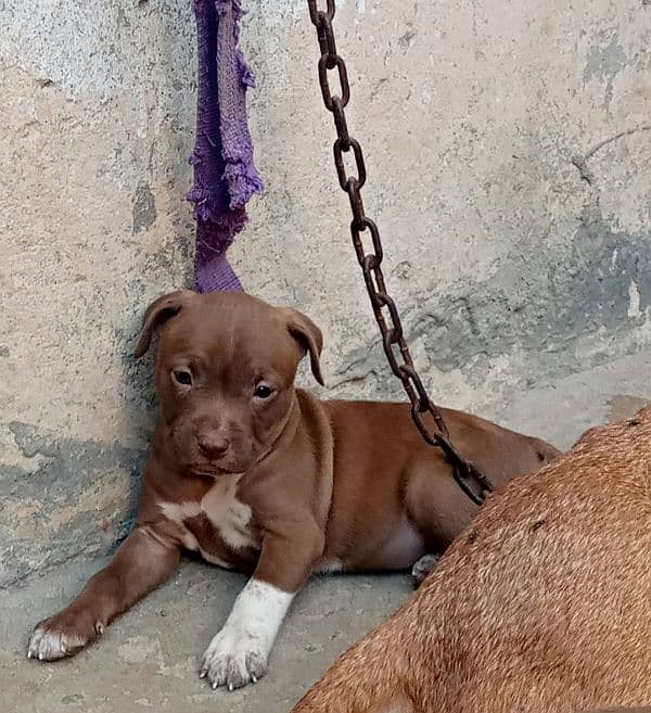 pitbull pups available 2
