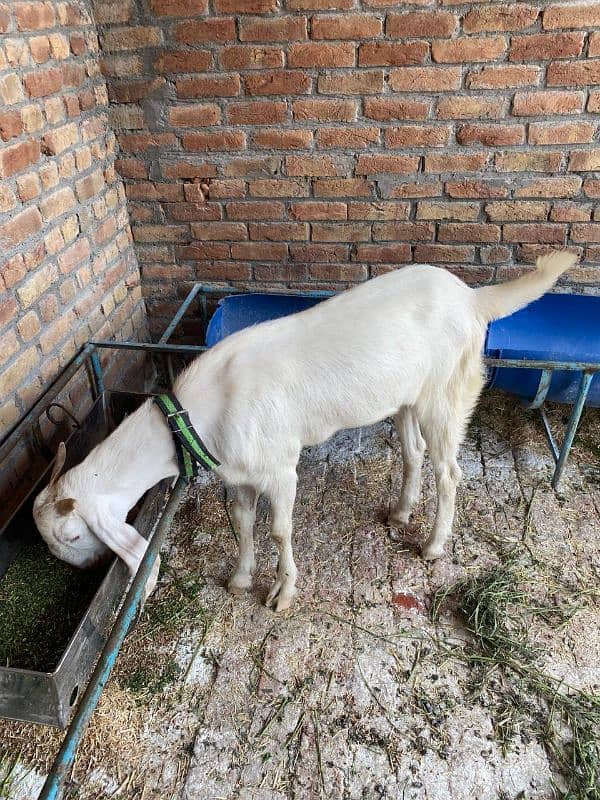 white bakry dondy 3