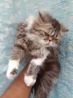 Bicolor extreme punch cat peki/piki/peke bloodline