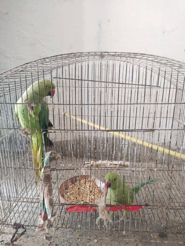 handtame hn male bohot friendly he bachoo k sath bhi khylta he 1