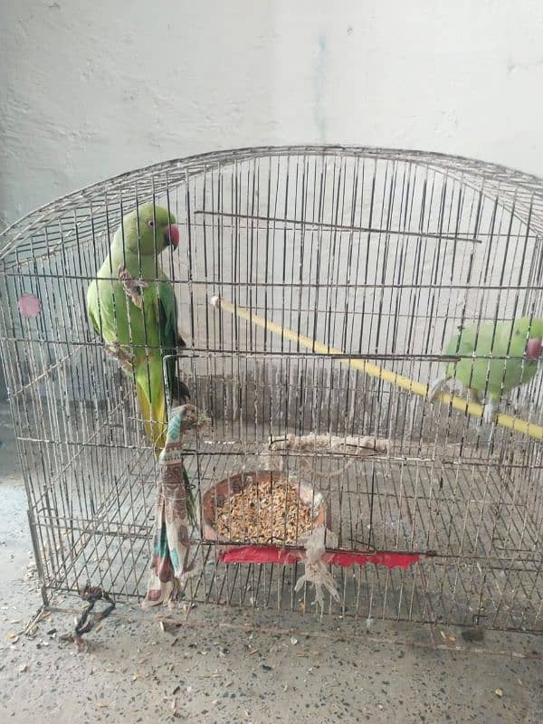 handtame hn male bohot friendly he bachoo k sath bhi khylta he 2