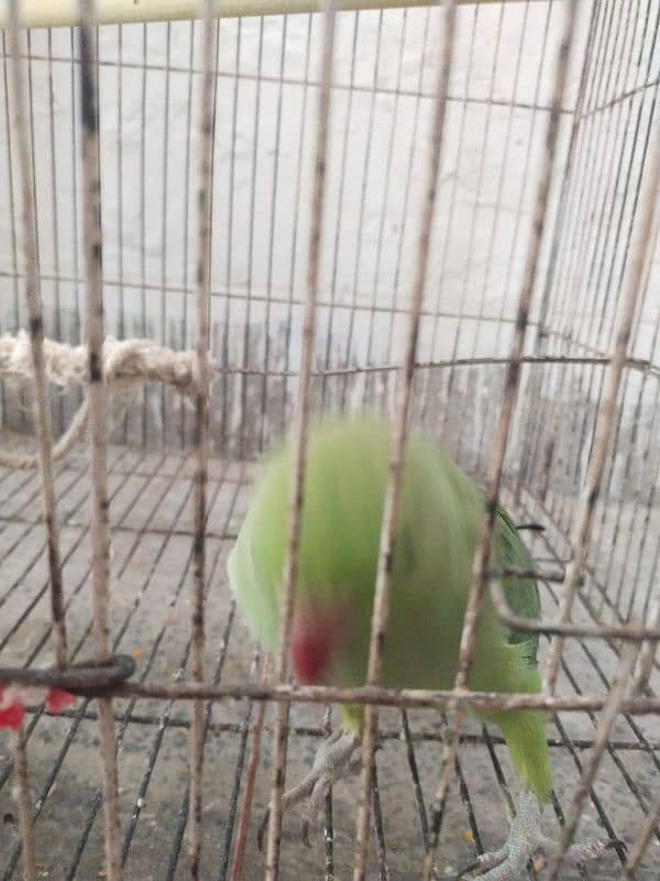 handtame hn male bohot friendly he bachoo k sath bhi khylta he 4