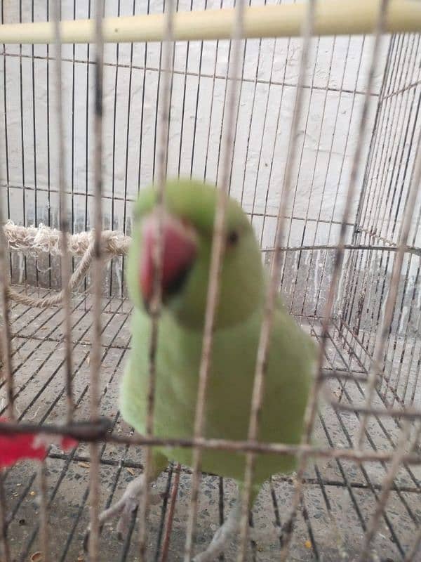handtame hn male bohot friendly he bachoo k sath bhi khylta he 5