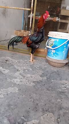 All imported breed