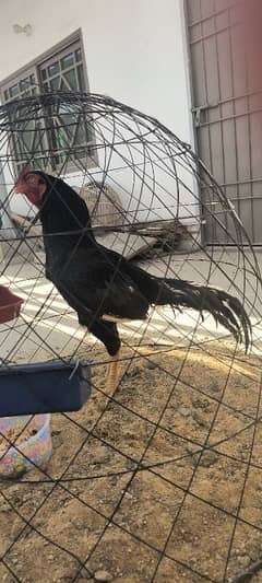 Pure Old Bloodline Black Siyah Mushka Aseel Amroha for sale
