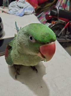 Kashmir raw parrot
