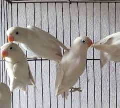 Albino
