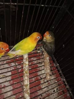 HIGH QUALITY LOVEBIRDS FOR SALE