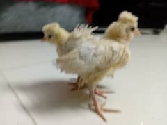 silkie polish bantam buff sebrite for sale