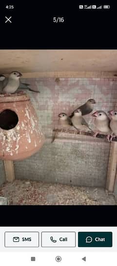 breeder pair with Chiks