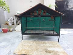 Cage/Finches/Mutation king size finches/tri colored munia black headed