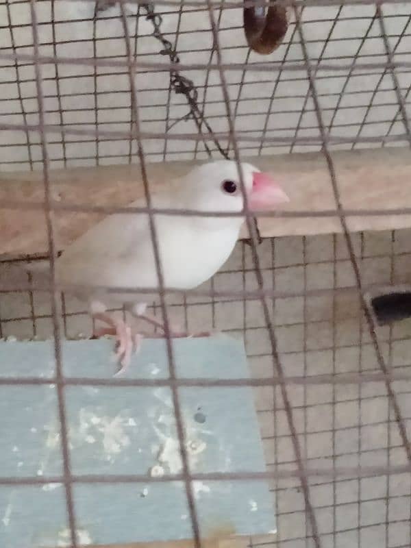 Java Finch for sale confirm breeder pair 0