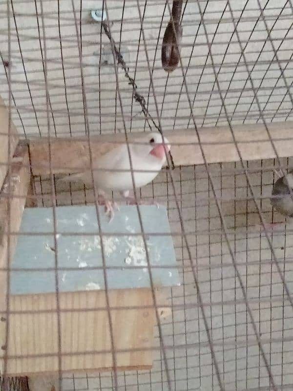 Java Finch for sale confirm breeder pair 1