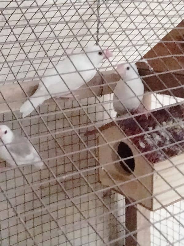 Java Finch for sale confirm breeder pair 2