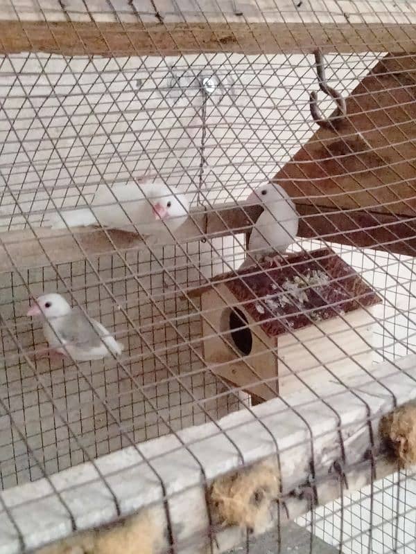 Java Finch for sale confirm breeder pair 3