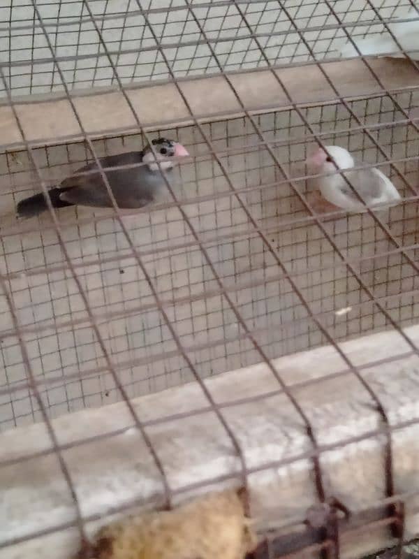 Java Finch for sale confirm breeder pair 4