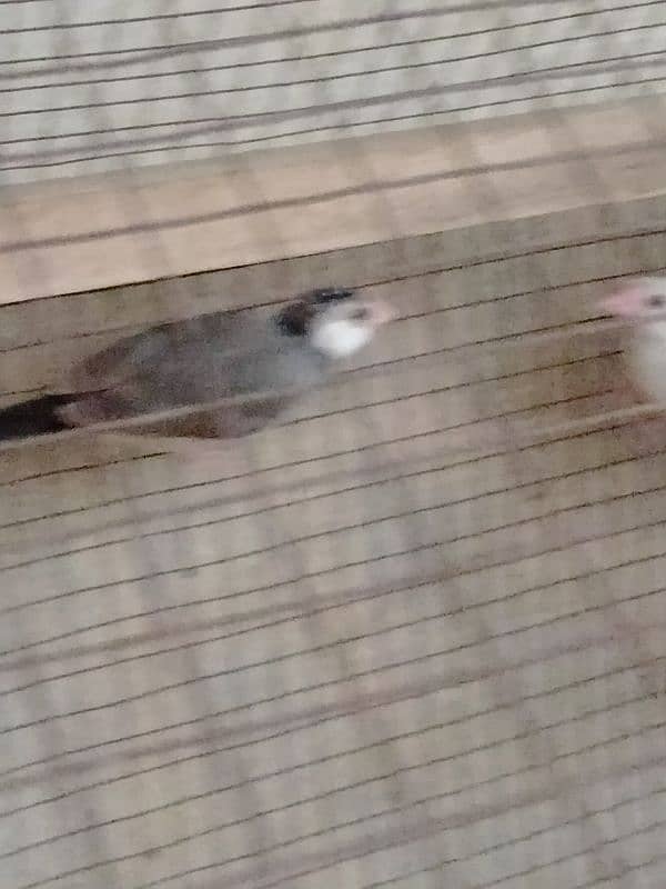 Java Finch for sale confirm breeder pair 5