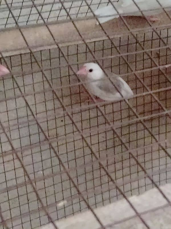 Java Finch for sale confirm breeder pair 6