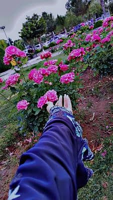 khaani