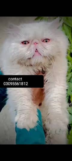 03095561812 Piki face Male Cat