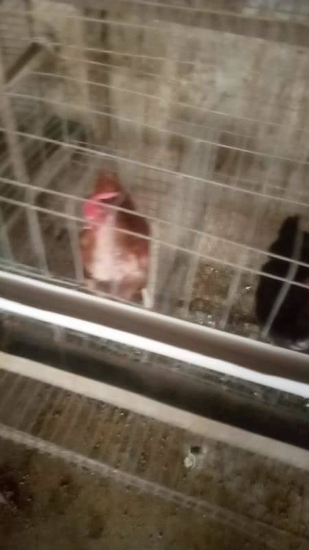 Lohman Brown and Lohman Black. egg laying. . 0