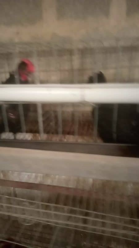 Lohman Brown and Lohman Black. egg laying. . 1