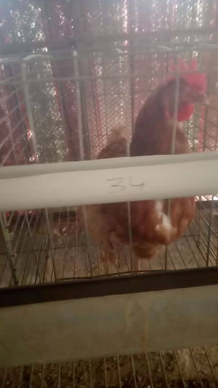 Lohman Brown and Lohman Black. egg laying. . 2