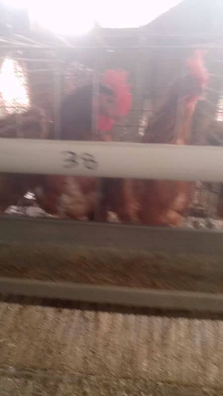 Lohman Brown and Lohman Black. egg laying. . 3