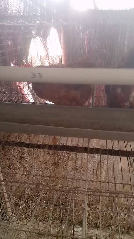 Lohman Brown and Lohman Black. egg laying. . 4